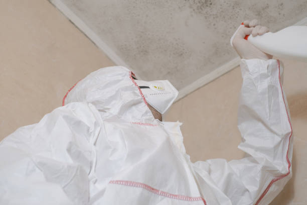 Professional Mold Remediation in Sulphur Springs, AR